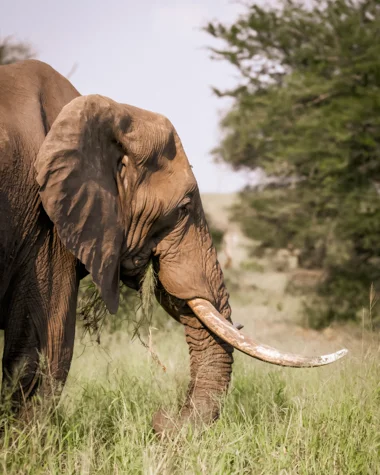 Mfafa Safaris
